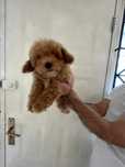 Pui Maltipoo mascul