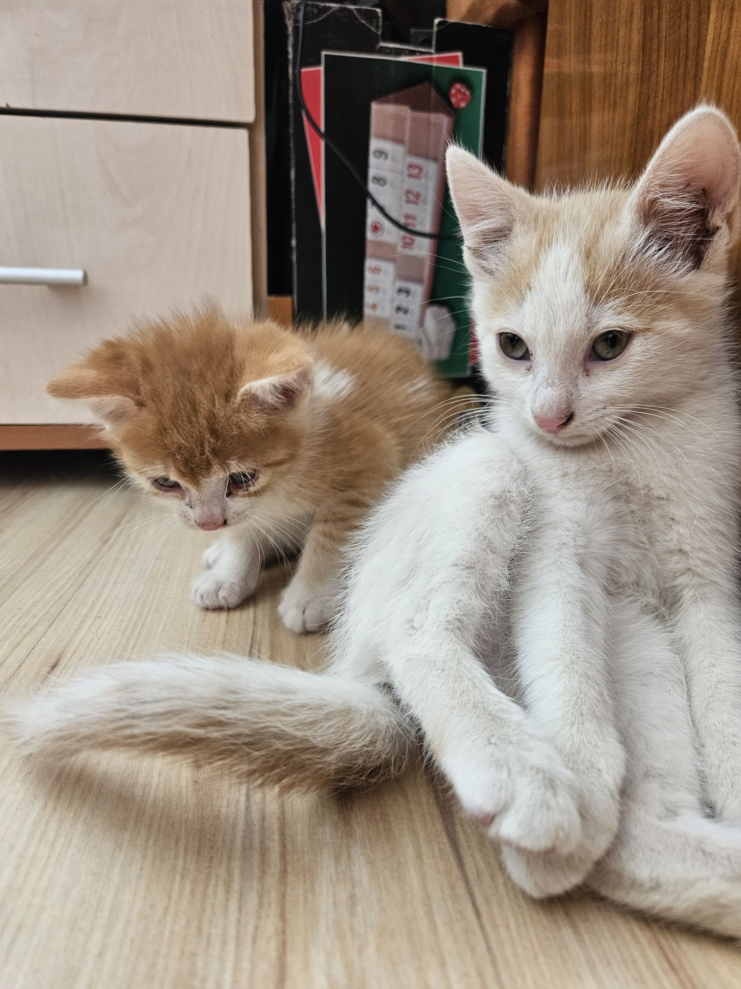 Adopție pisoiași