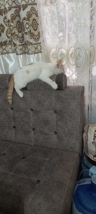 Отдадим котенка в хорошие руки