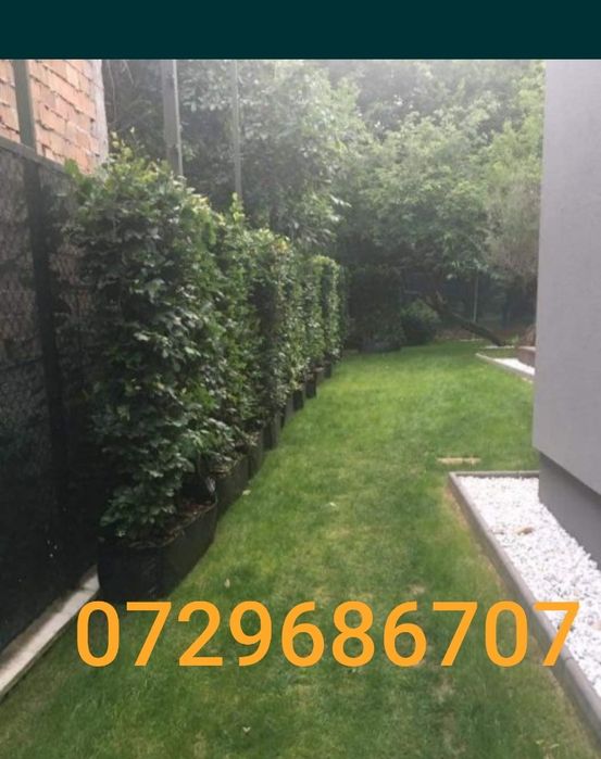 Gard viu lemn cainesc