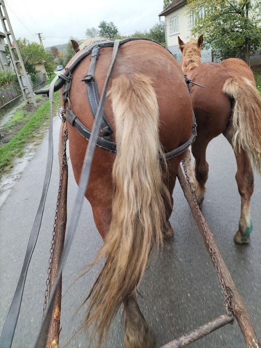 Iapă și mânz de vânzare