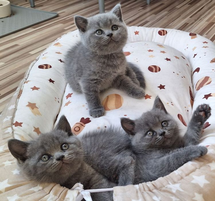 Британски котета