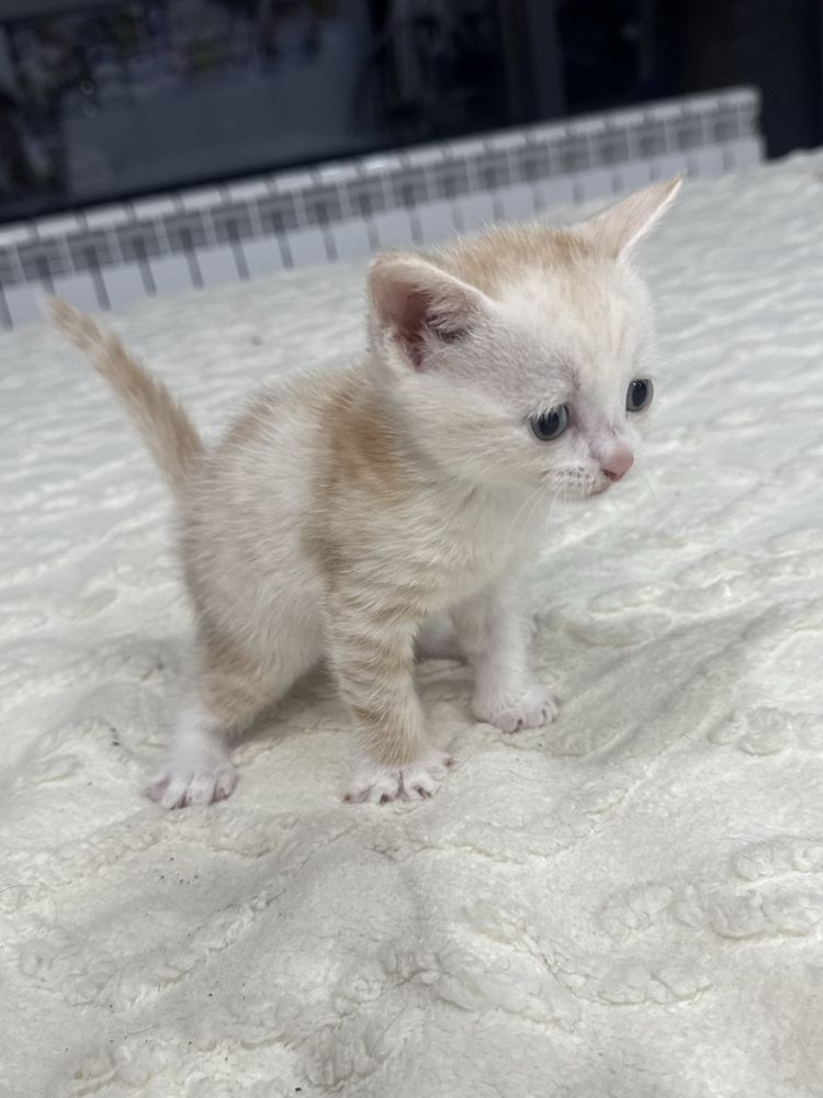 Милые котята на выбор
