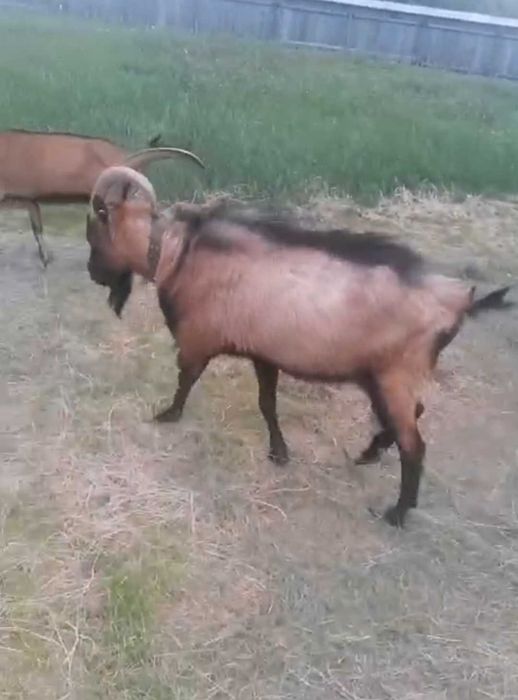 Țap Alpin Francez forte bun!