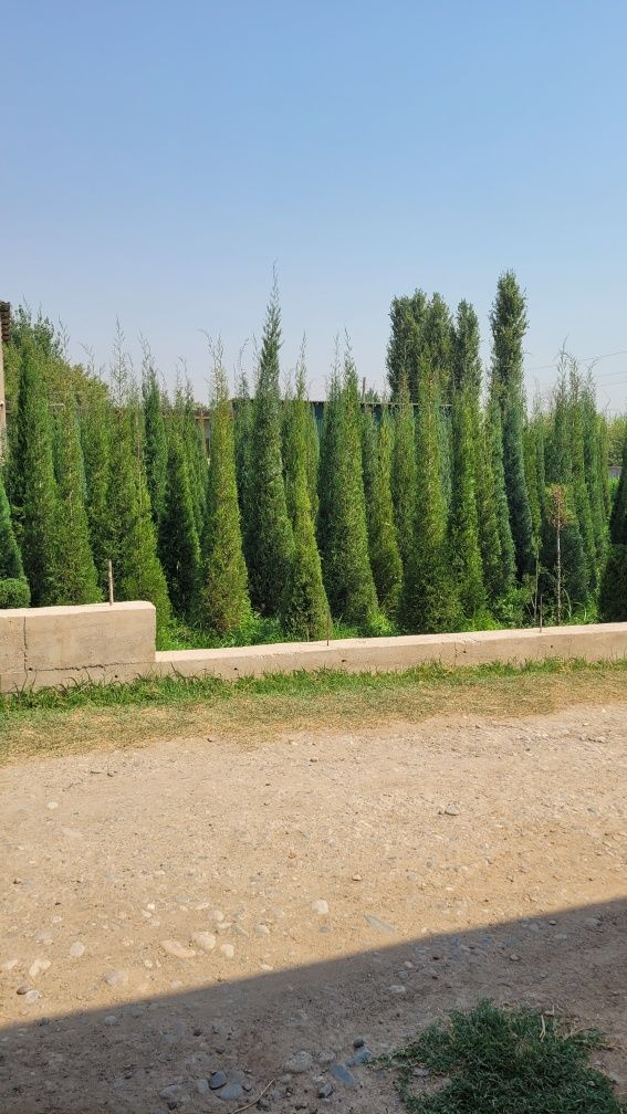 Archalar sotiladi