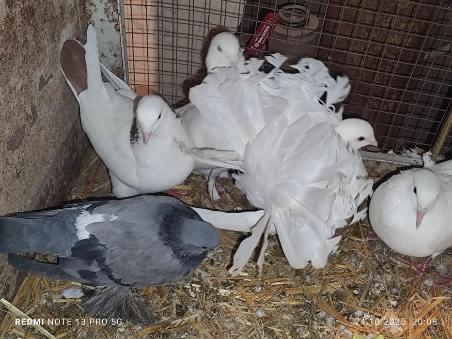 Продам голубей домашних