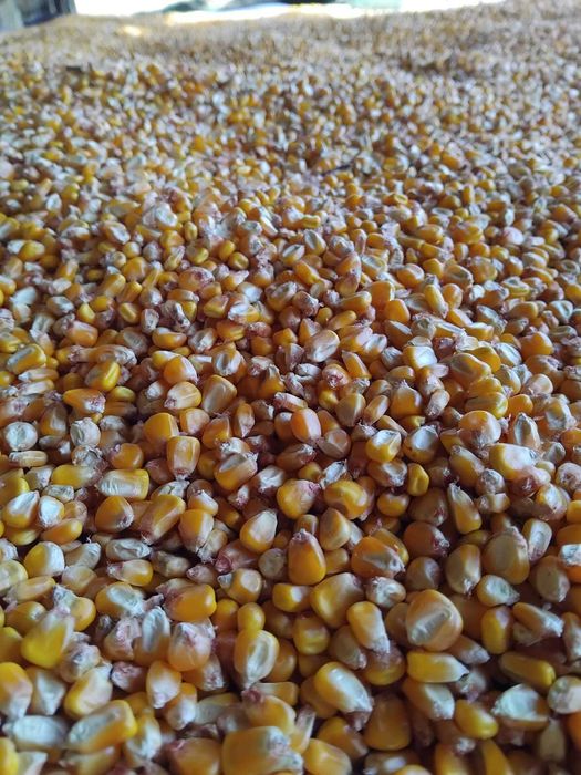 Porumb productie 2025