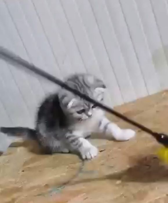 Scottish fold fata chinchilla