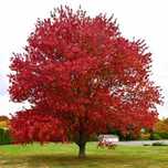 Arborele De Guma (Liquidambar )