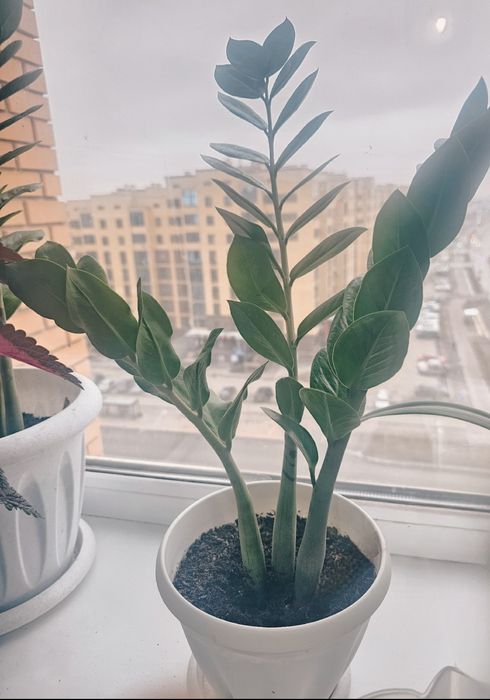 Цветы  комнатные