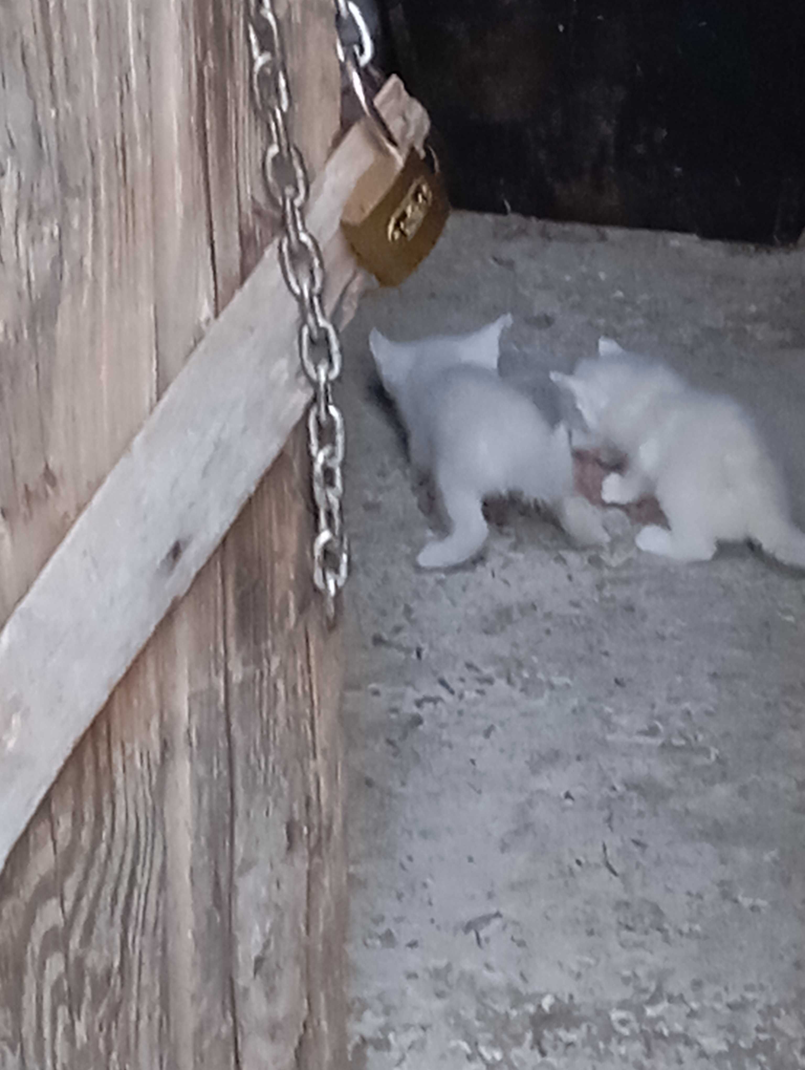 Подарявам малки бели сладки котенца