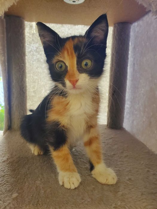 Очарователно момиченце от кафява дреха търси любящ дом