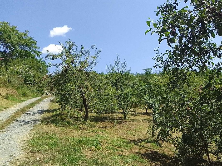 Teren extravilan arabil cu livada si vie la 15 min de baile Tasnad