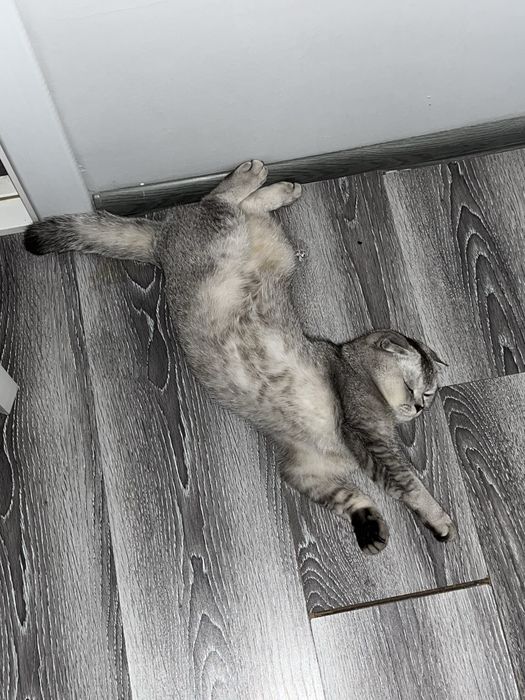 Срочно! Скоттиш фолд котенок scottish fold