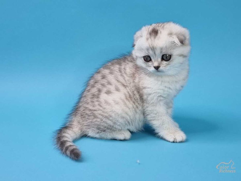 Вислоухий  СКОТТИШ ФОЛД skotish fold beztorga naxi tuwilmaydi