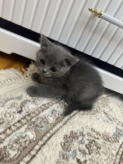 Британский парода