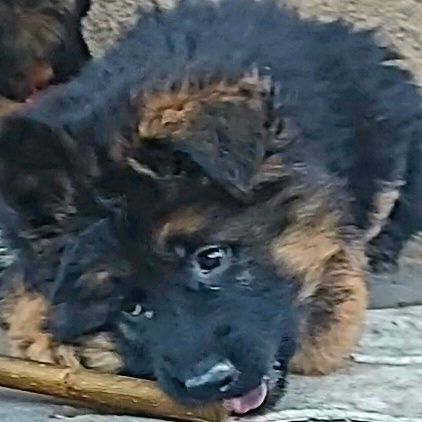 Свободни бебета чакат своите любящи стопани на 2,5м