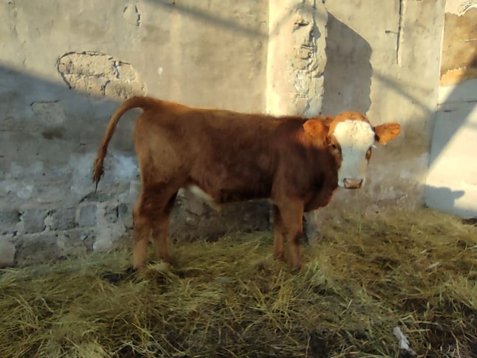 Продам подсосных бычков