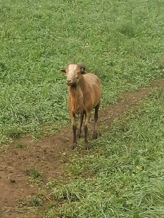 Vând sau schimb doi berbeci de Camerun
