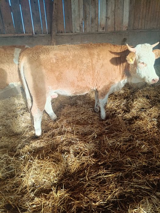 Vițele bălțată românească