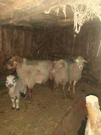 Продам овец,10 овцематок с ягнятами