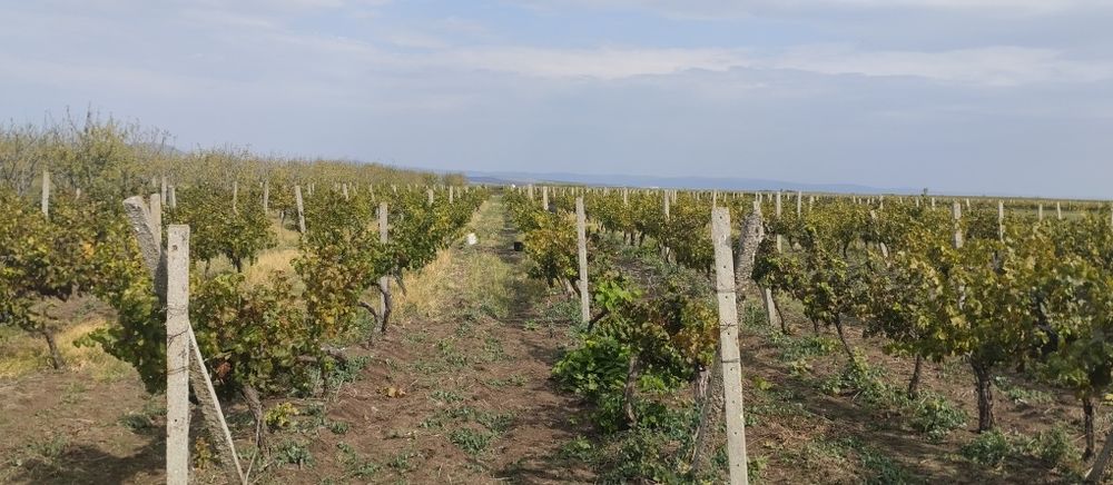 Продавам лозе сорт Каберне гр.Поморие