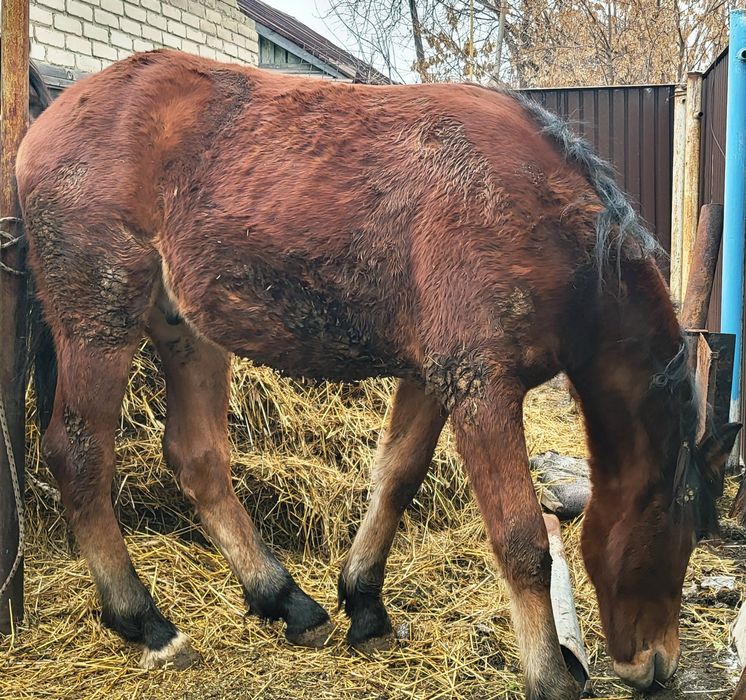 Продаётся согым тайчик 1.5