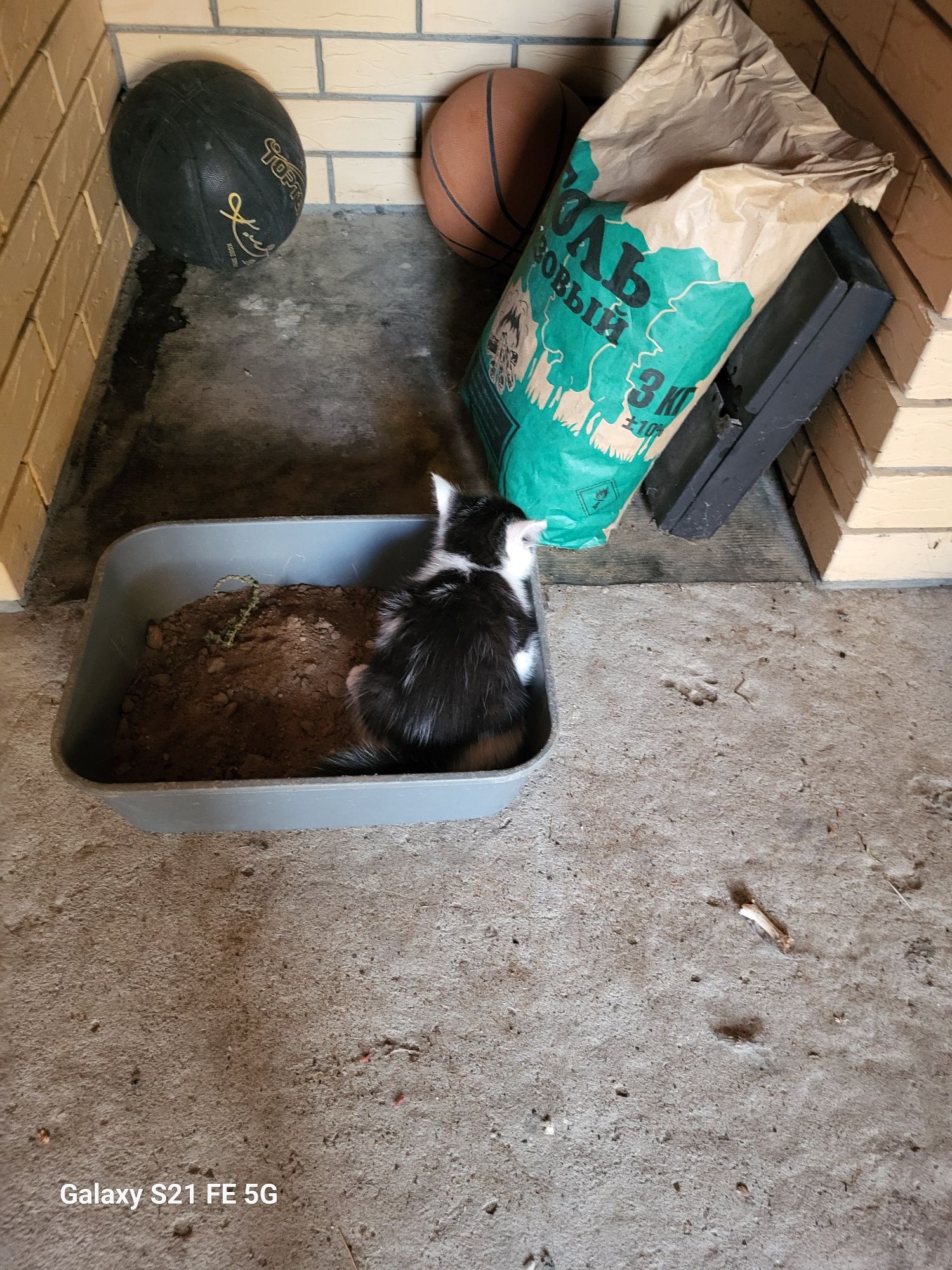 Отдаем котят в добрые руки
