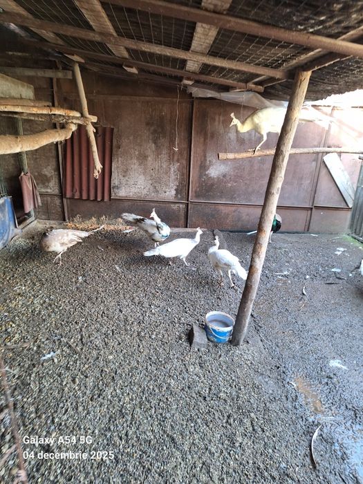 Vand pauni tineret 2024 detalii la telefon