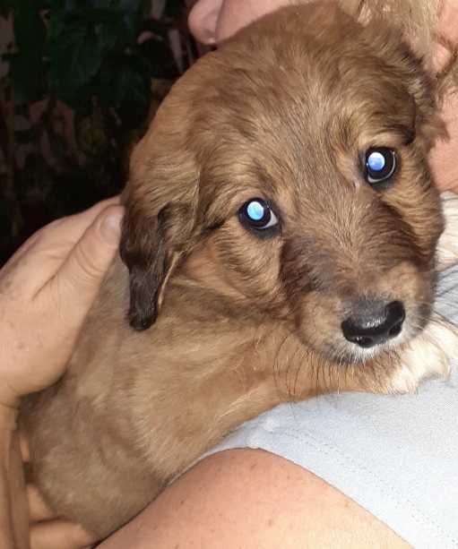 Donez cațeluș golden retriver cu metis