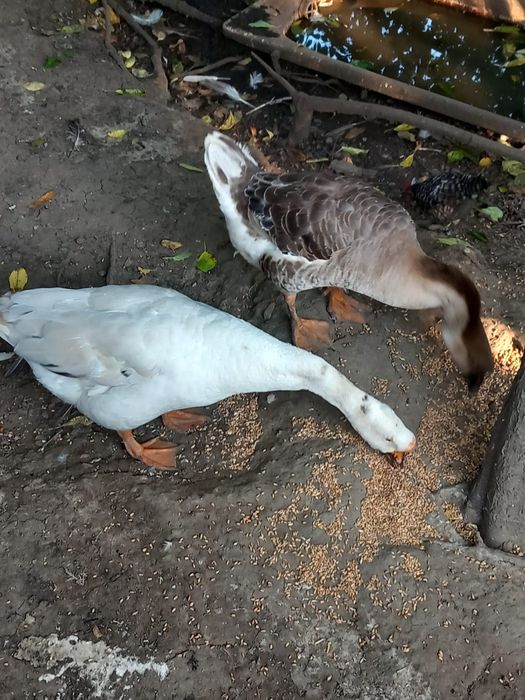 Gâște de Casă din 2024