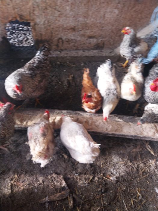 Vând gaini și cocoși