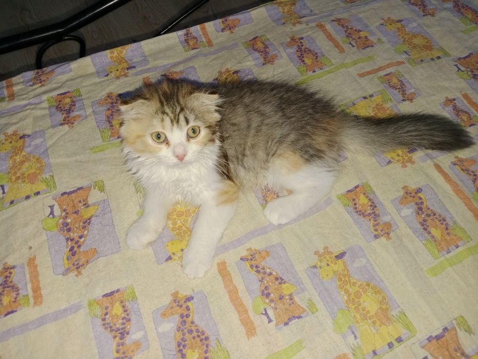 Котята Скоттиш фолд девочки и мальчики