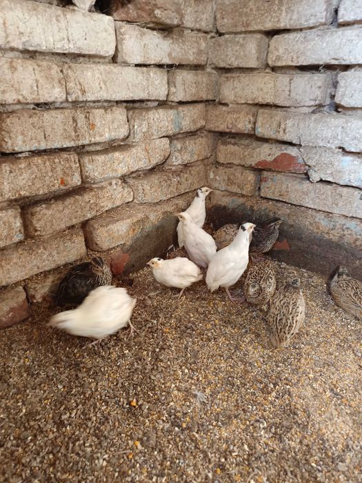 Prepelițe de 4 -5 săptămâni