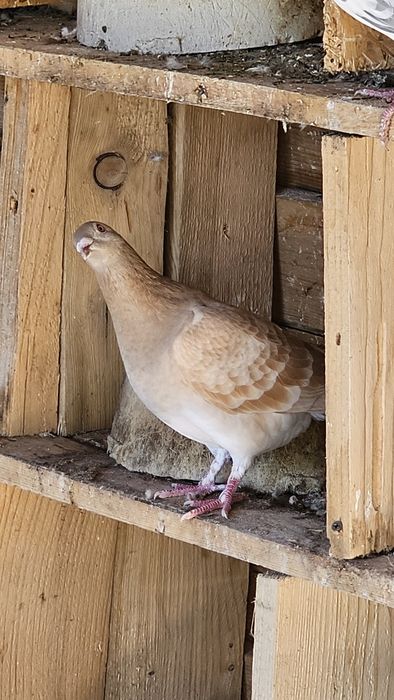 Vand Porumbeii voiajori culori rare
