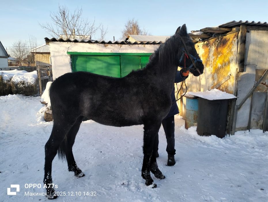 Продам Орловского жеребчика