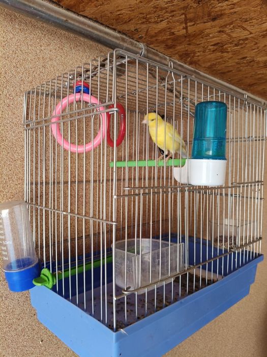 Подаётся канарейки