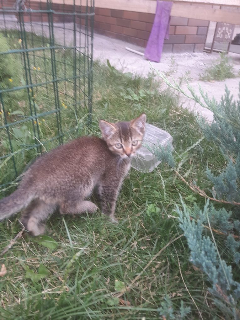 Котята бесплатно в хорошие руки