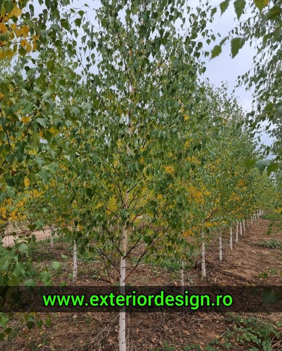 Mesteacăn mutitulpinar sau cu o singura tulpina, coaja albă en-gross