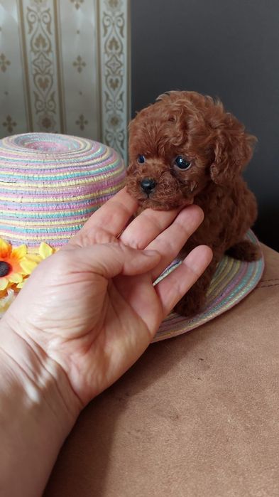 Femela pudel roșu talie mica