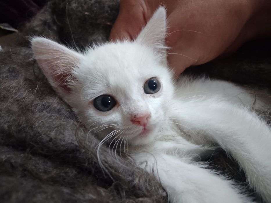 Отдам белого котенка