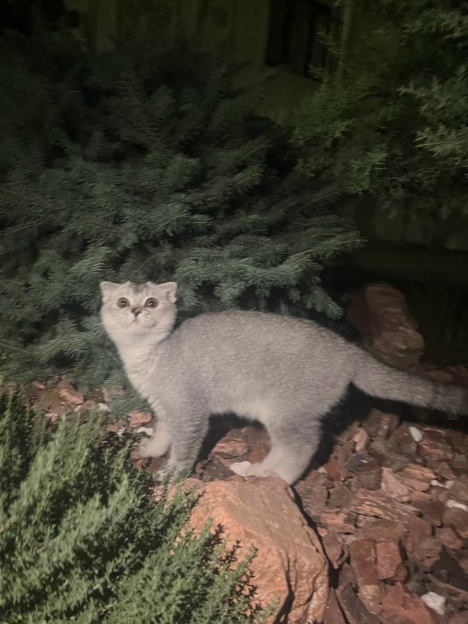 Mushuk Scottish fold qiz bola