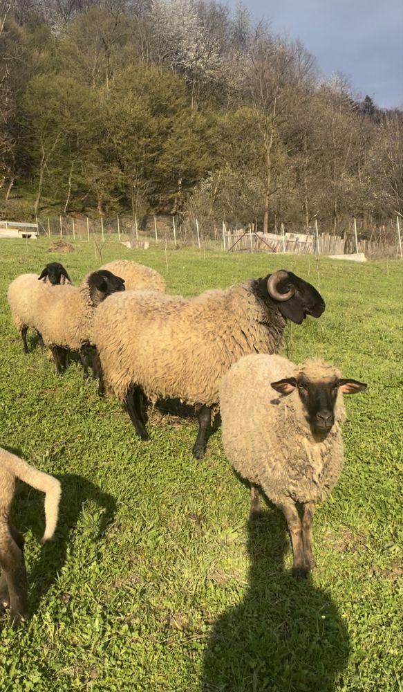Vând 5 oi carabas si un berbeac carabas
