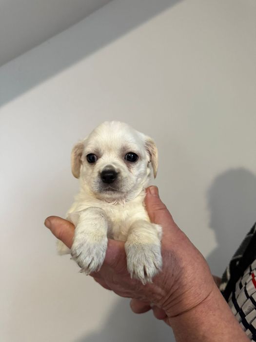 Donez 10 pui pichinezi din doua femele pichineze