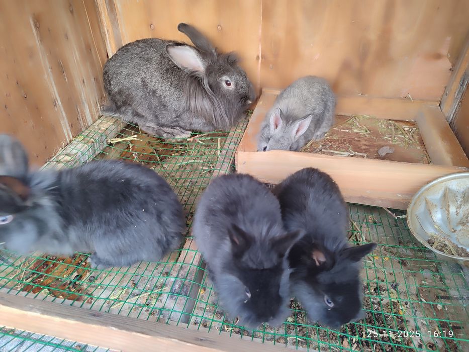 Ona bola quyonla sotiladi