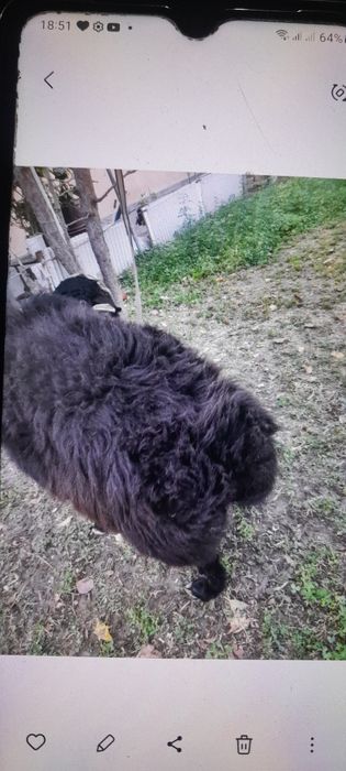 Зотли Кучкор Куйлар сотилади