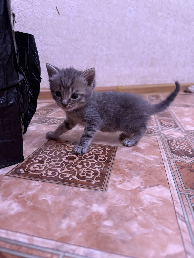 Отдам даром котят