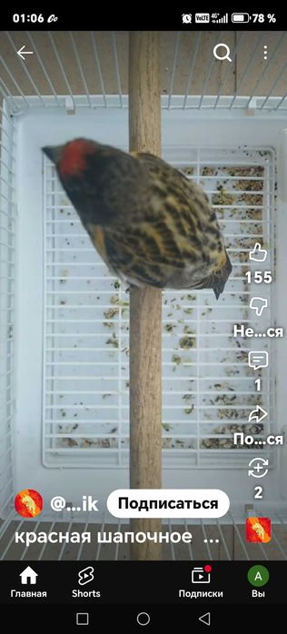 Продам птиц Красношапочных вьюрков и щеглов