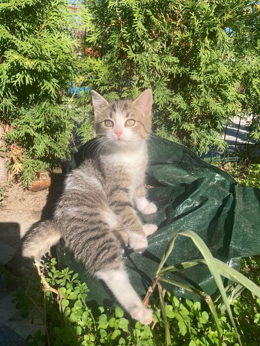 Коте - 2 месеца.