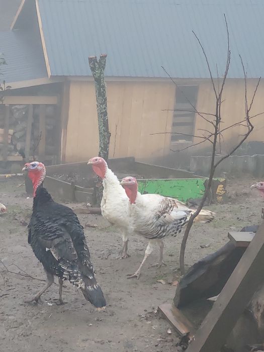 Vand curci ,curcani,rate indiene alergatoare